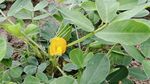 花生花綻放綠葉間