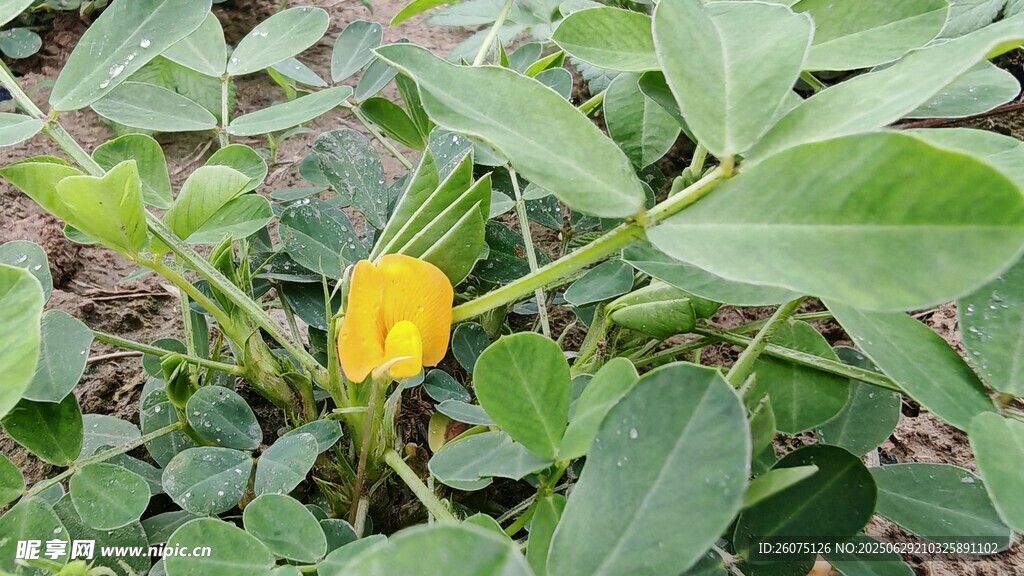 花生花綻放綠葉間