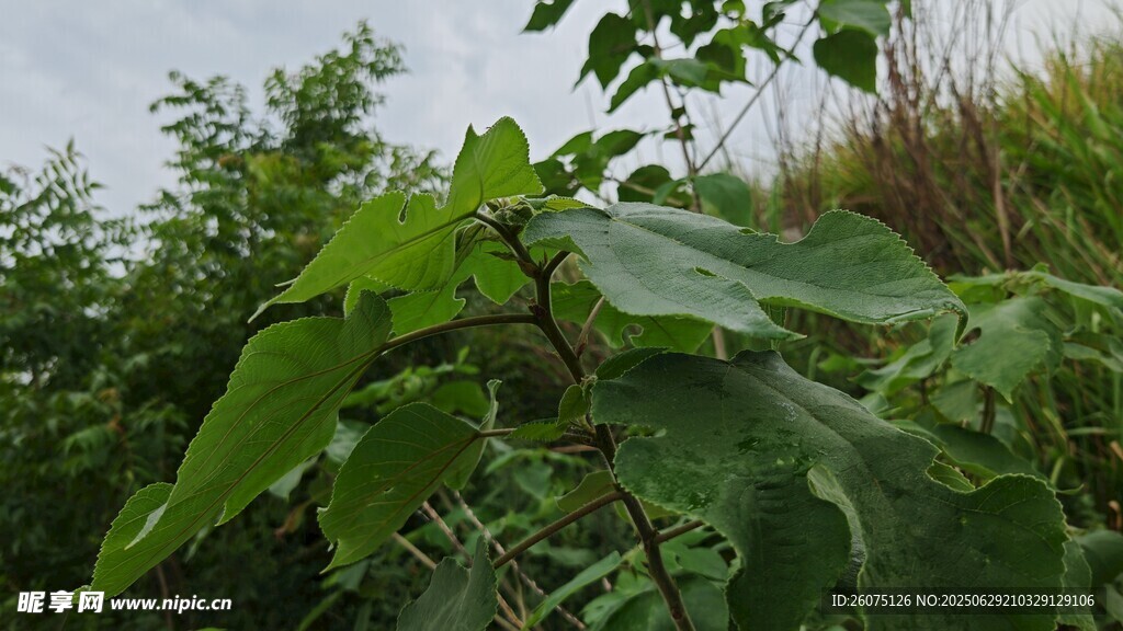 綠葉繁茂的構樹