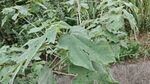 路邊生長的茂盛構樹葉