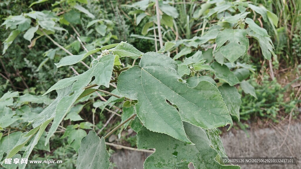 路邊生長的茂盛構(gòu)樹葉