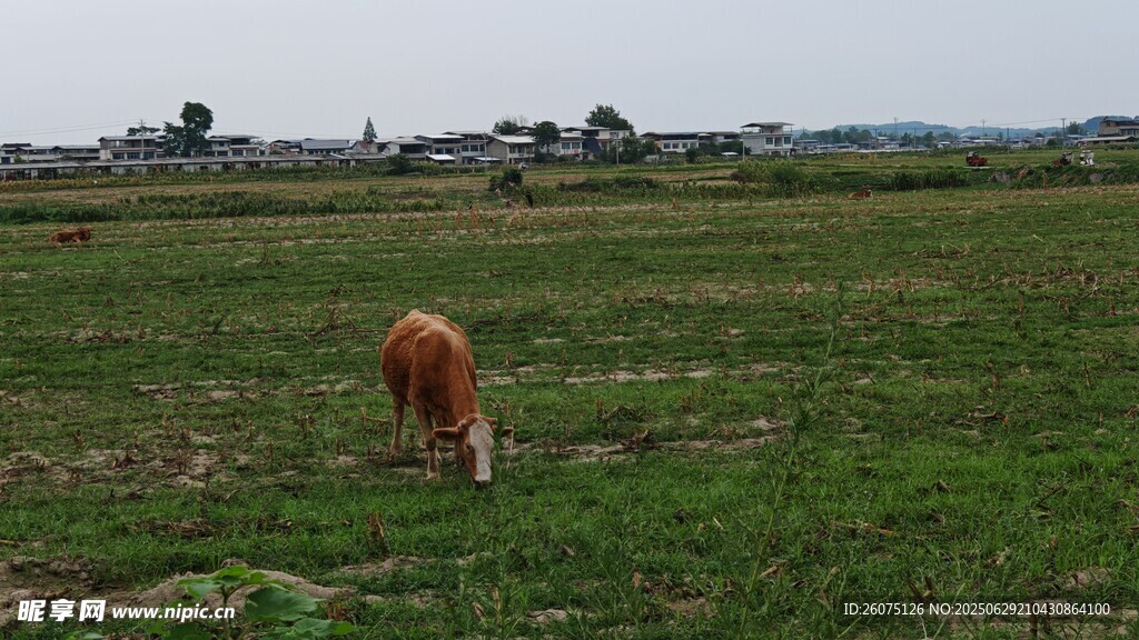 田野中低頭吃草的黃牛