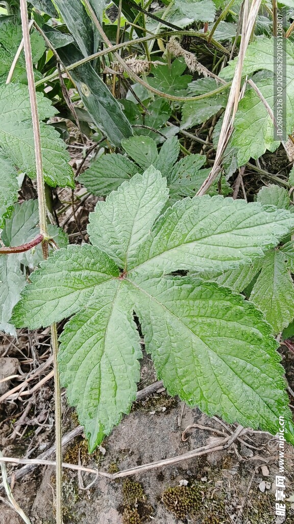 野外生長(zhǎng)的掌狀葉片植物