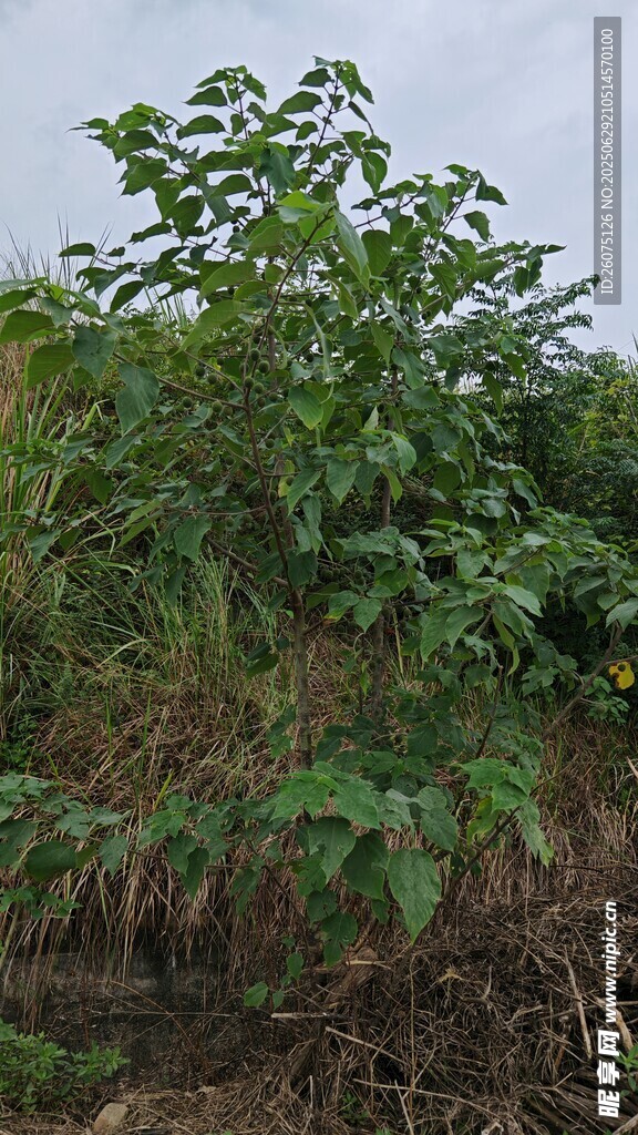 野外生長(zhǎng)的茂盛構(gòu)樹(shù)