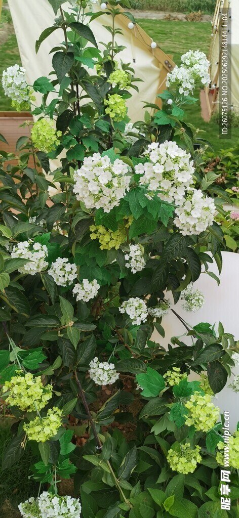 繁茂綠植綻放白色小花