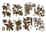 復(fù)古風(fēng)格植物花卉插畫