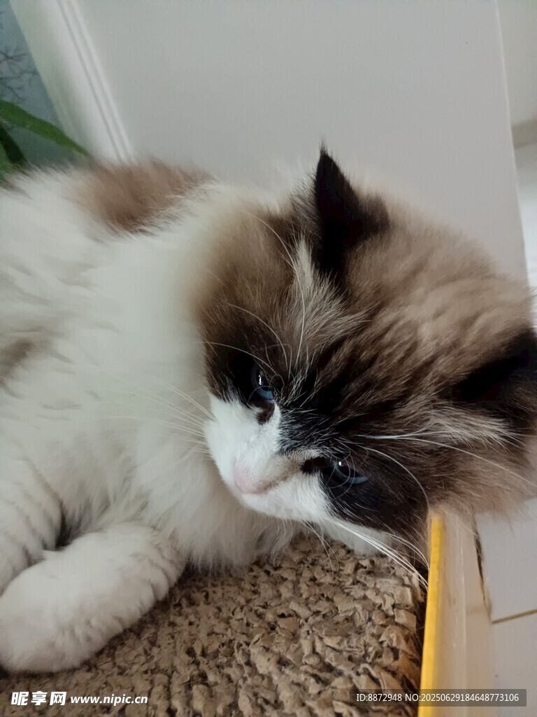慵懶布偶貓躺臥在貓抓板