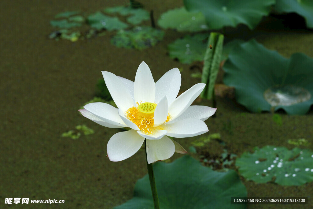  荷花