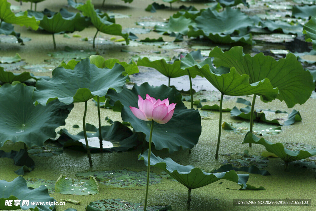芙蓉 