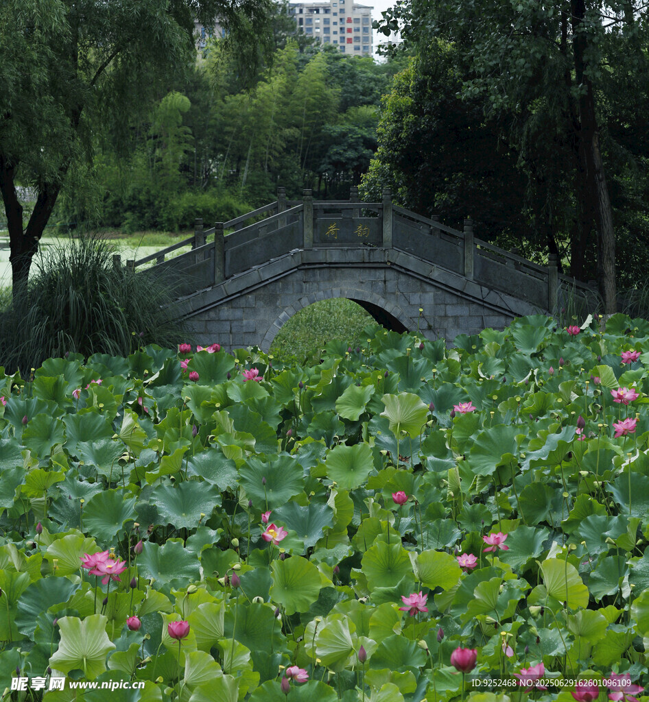 公園荷塘 