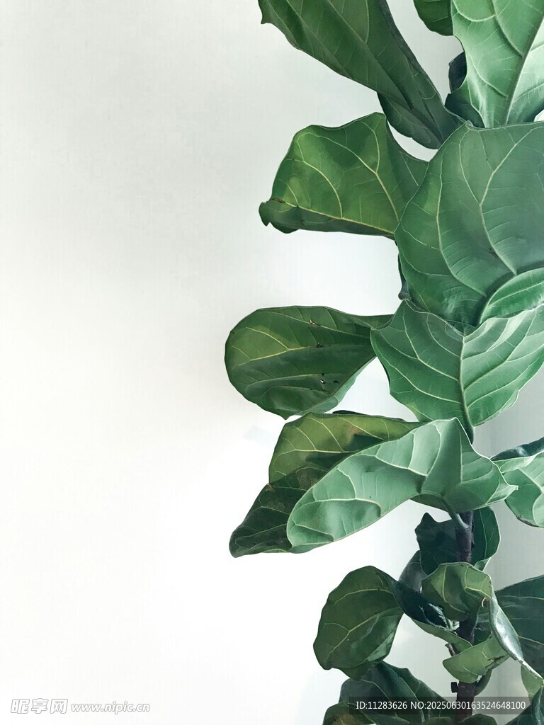 琴葉榕綠植特寫