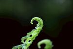 卷曲的嫩綠蕨類植物
