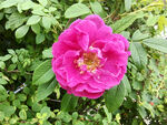 嬌艷粉色薔薇花綻放