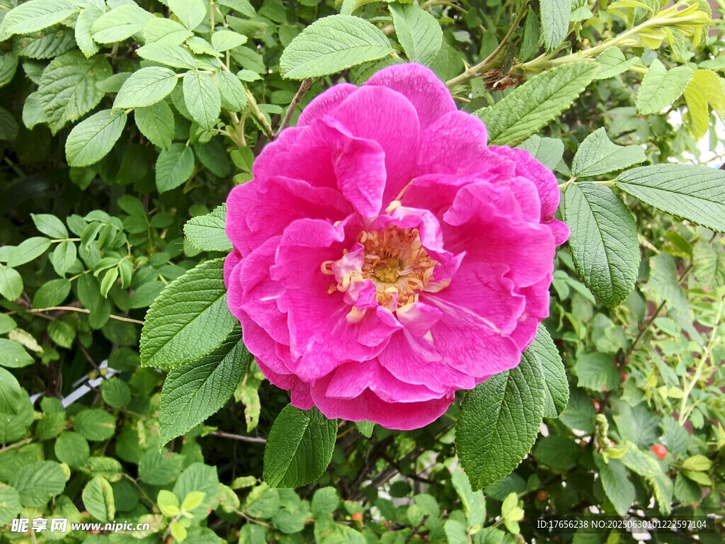 嬌艷粉色薔薇花綻放