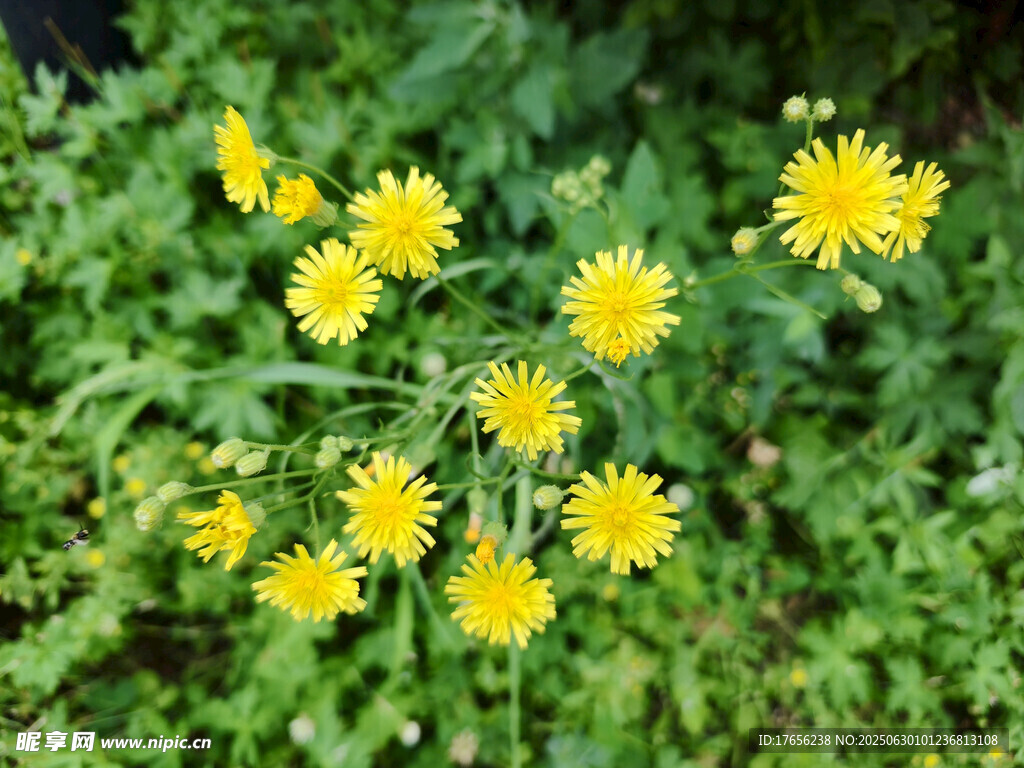 黃色小花綻放于綠葉間