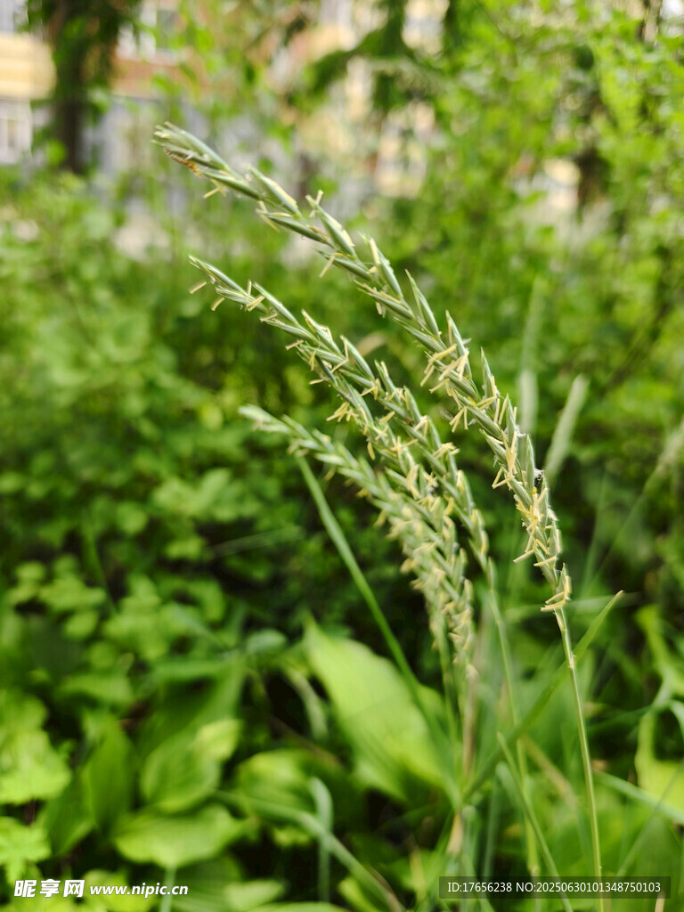 嫩綠草叢中的細(xì)長草穗