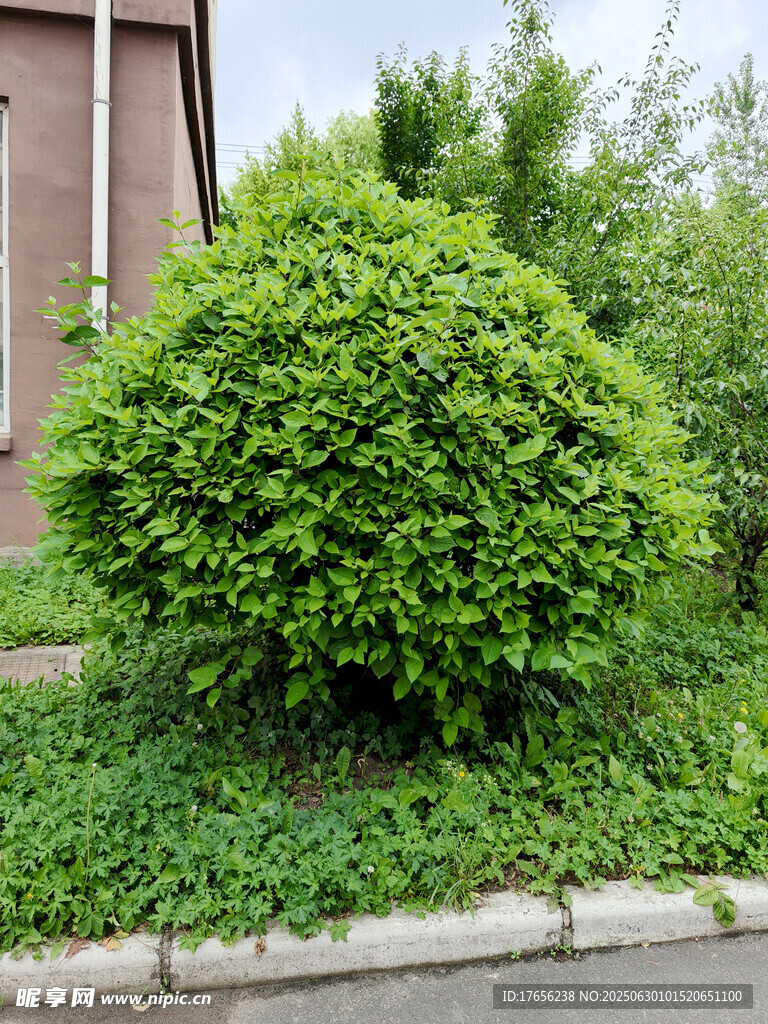 圓潤綠植裝點街邊角落