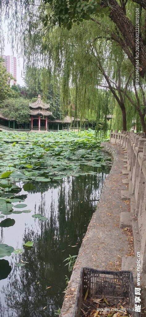 湖畔垂柳伴荷塘美景