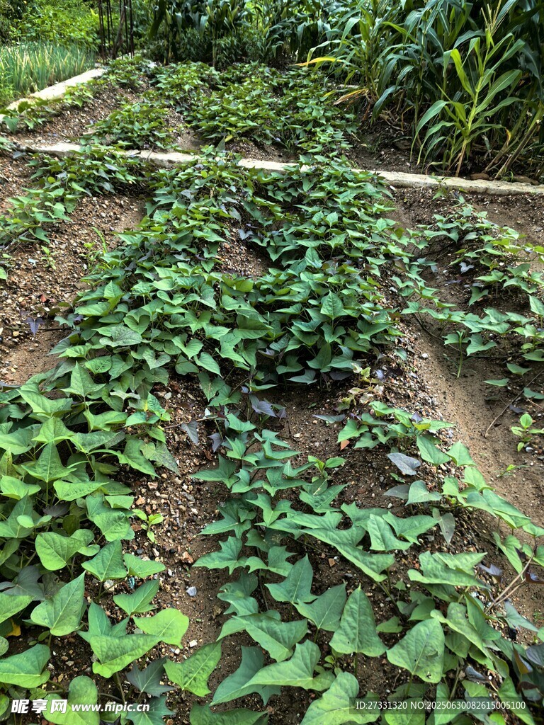 農(nóng)田里茂盛的綠色瓜類植物