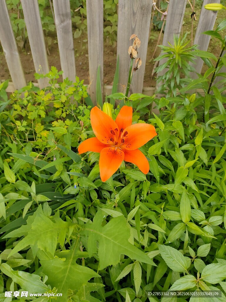 柵欄旁綻放的橙色百合花