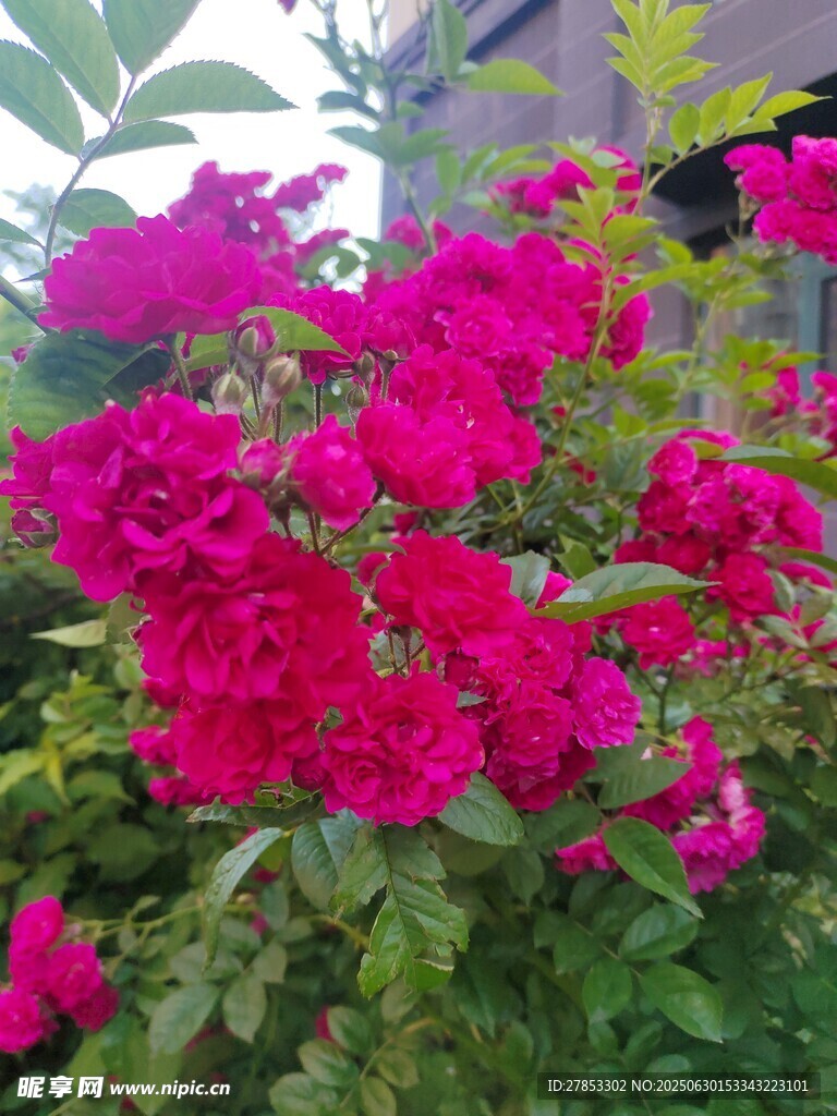 艷麗綻放的玫紅色花卉