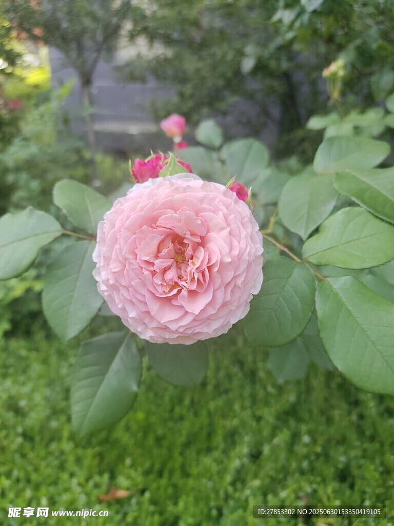 嬌艷粉色月季花綻放