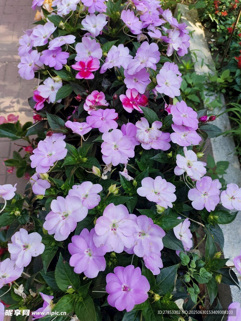 紫色矮牽?；ɑ芴貙? />
                            </div>
                    </div>
                </div>



                <div   id=