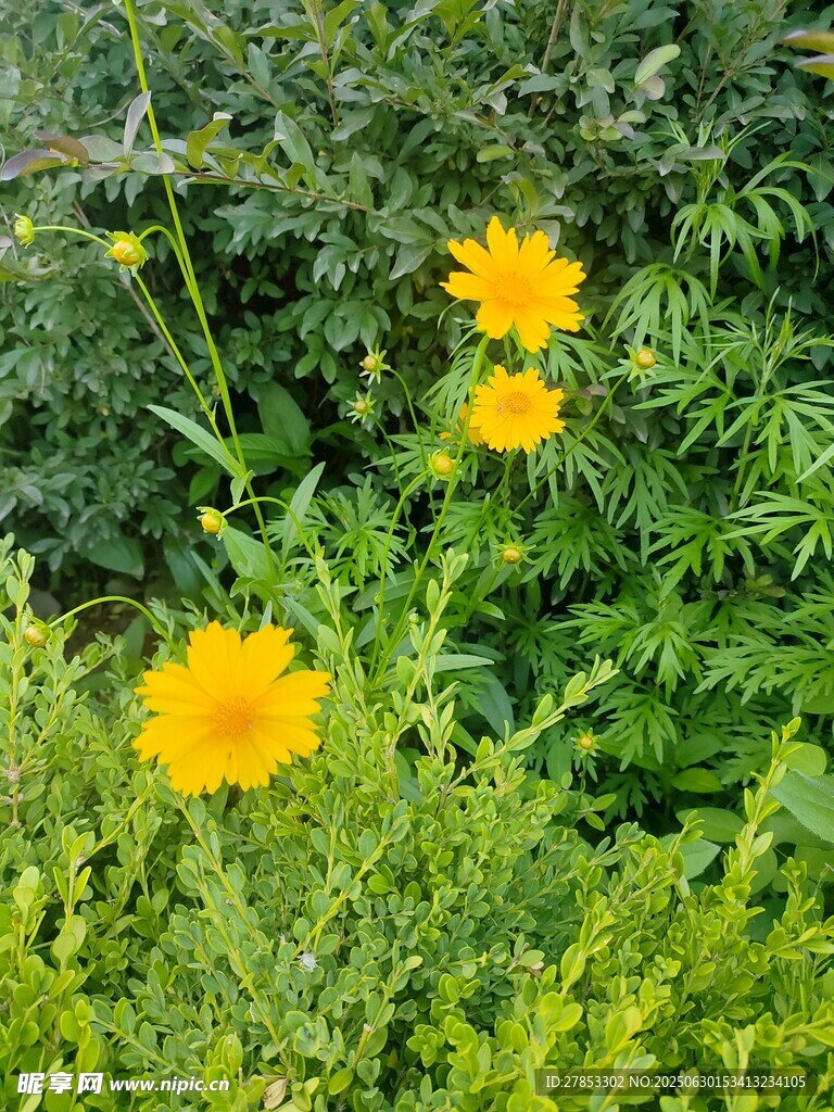綠葉間綻放的黃色小花