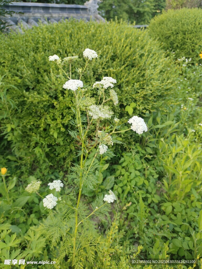 草叢中的白色小花