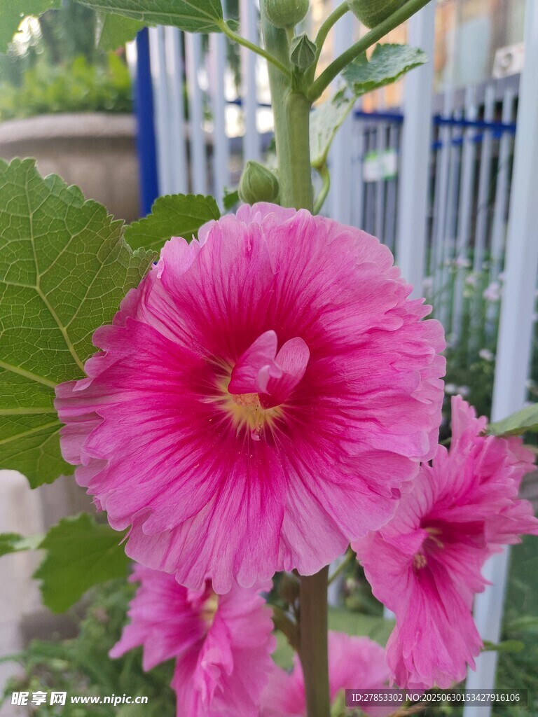 嬌艷粉色蜀葵花綻放
