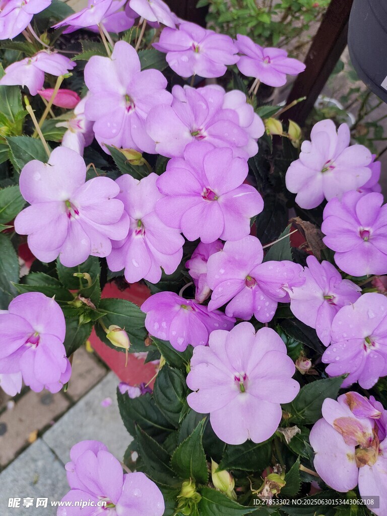 嬌艷紫花綻放
