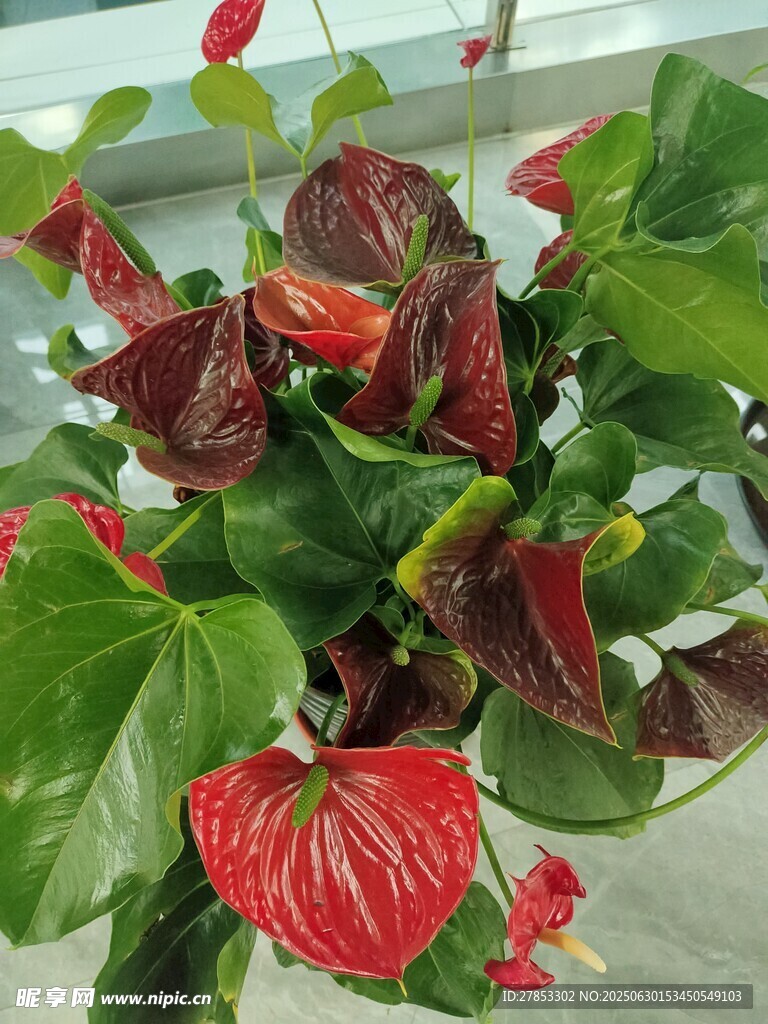 紅掌綠植盆栽特寫