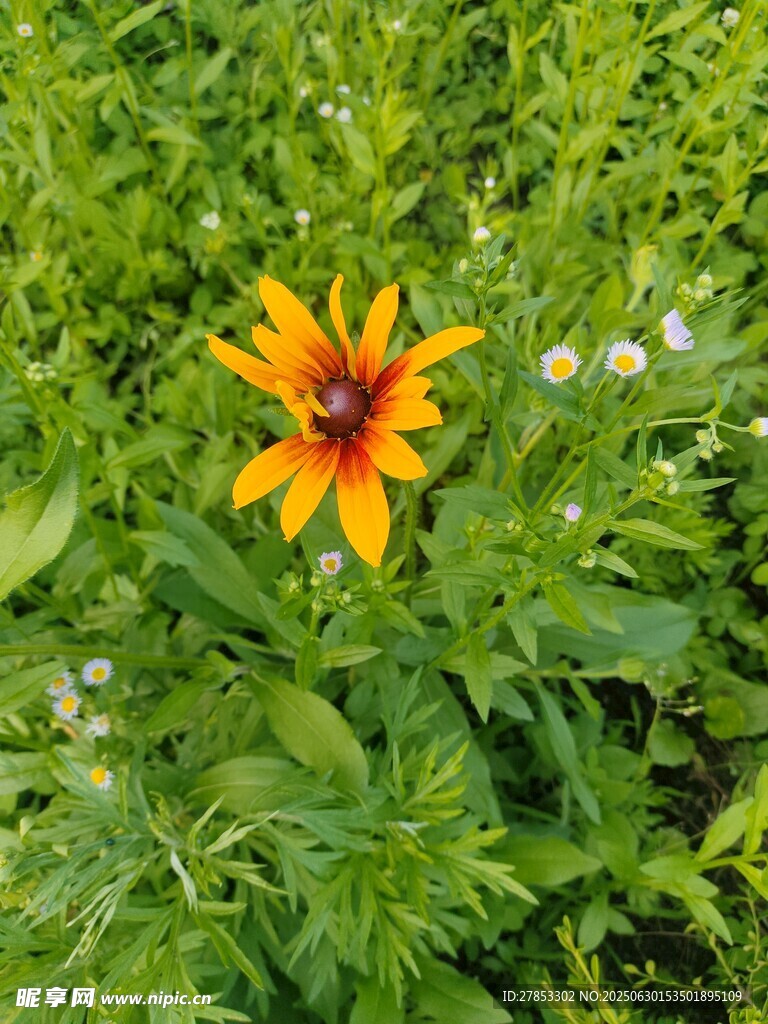 一朵明艷的黑心金光菊