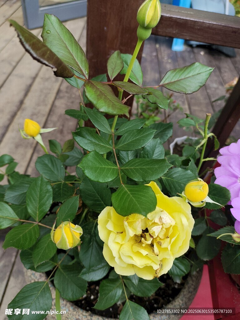 黃色綻放的嬌艷月季花