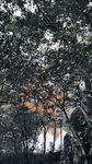 透過樹枝見遠(yuǎn)處建筑