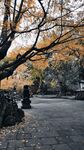 秋日林蔭道靜謐好風(fēng)光