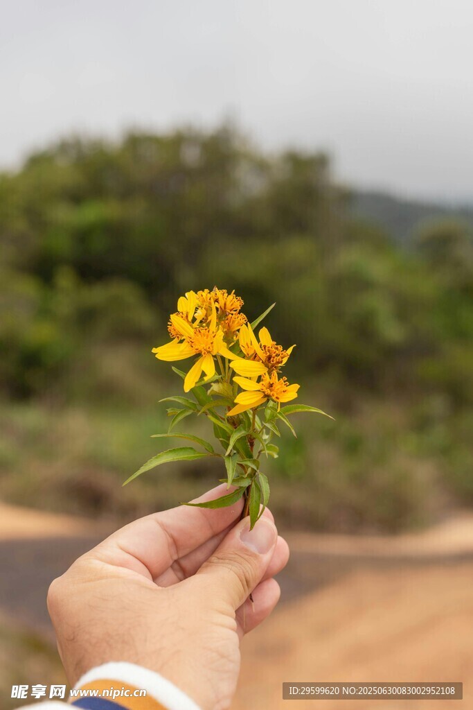 手捧小黃花