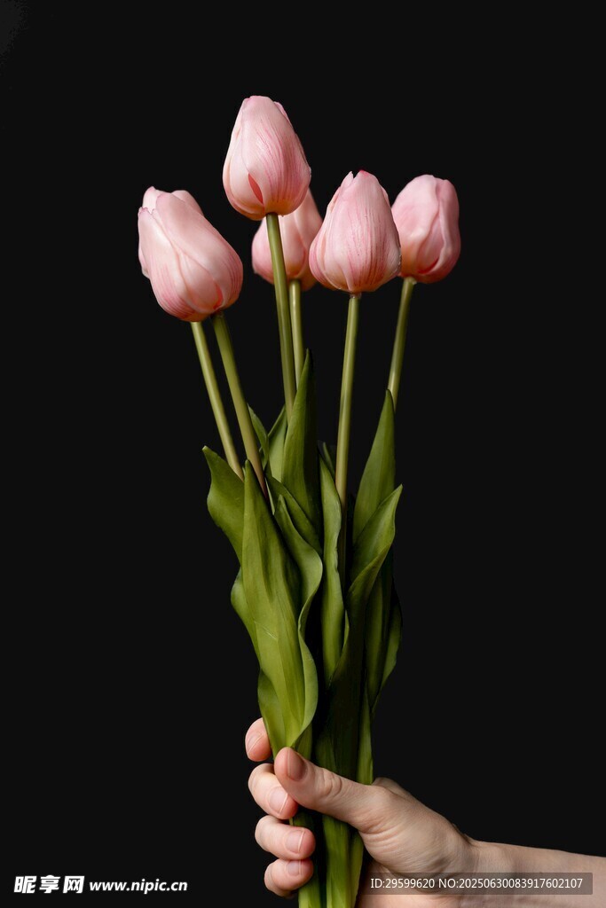 手捧粉色郁金香花束