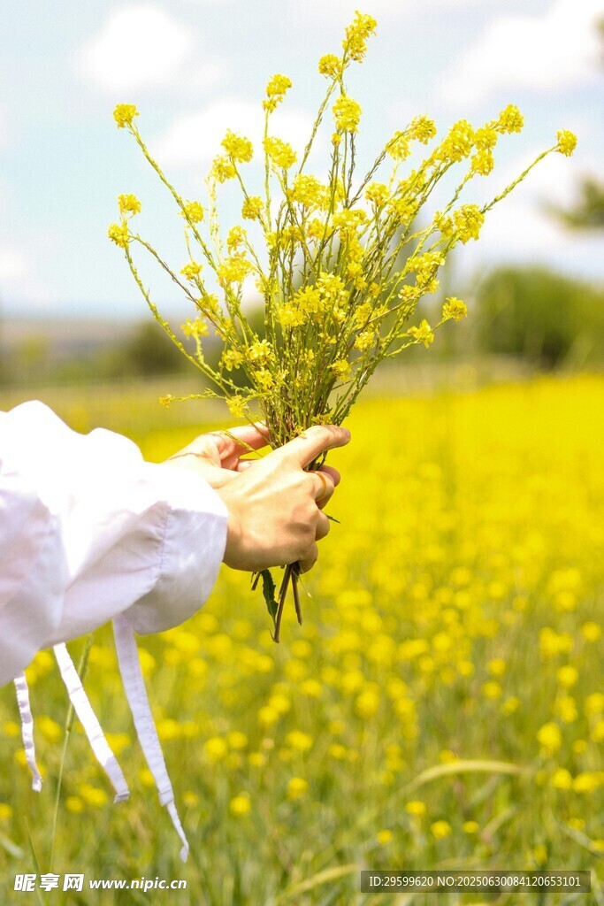 手捧黃花于燦爛花田