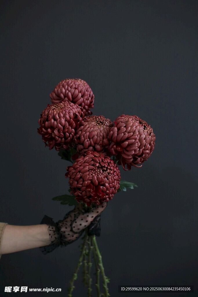 手捧復(fù)古紅繡球花束