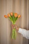 手捧橙色郁金香花束
