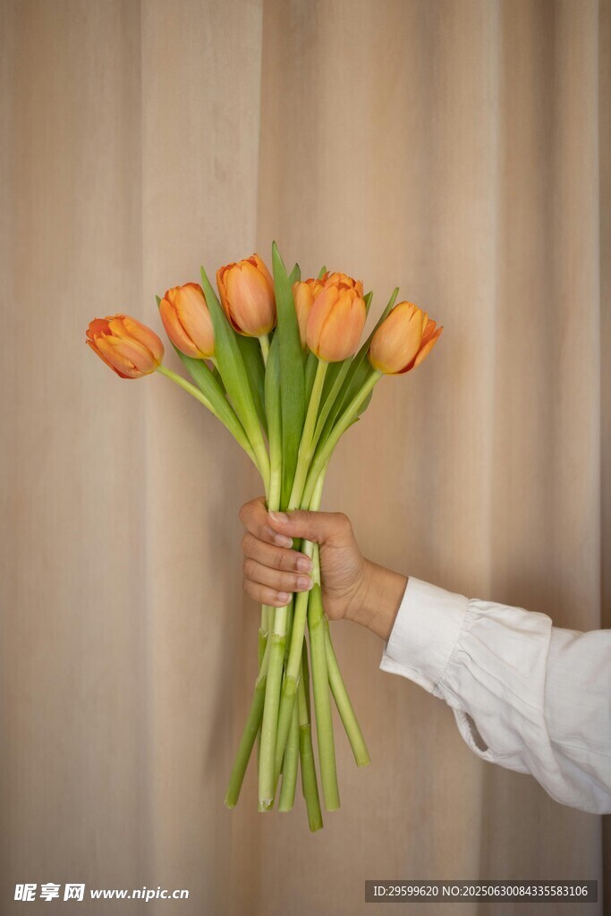 手捧橙色郁金香花束