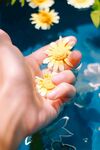 手捧水中綻放小雛菊