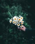手捧雛菊 