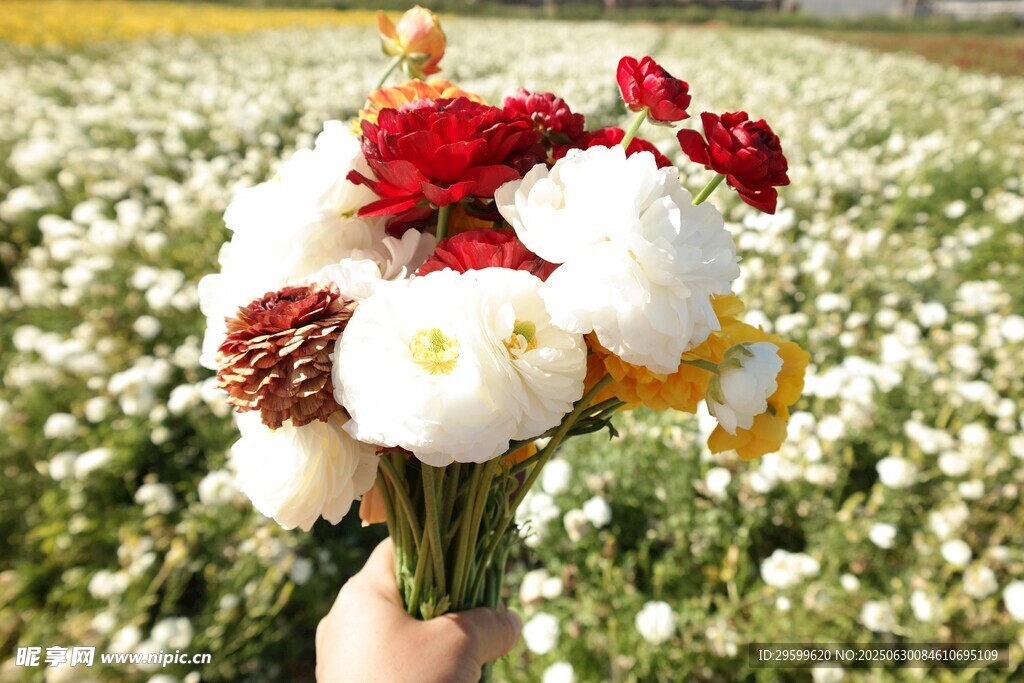 手持花束于絢爛花海中
