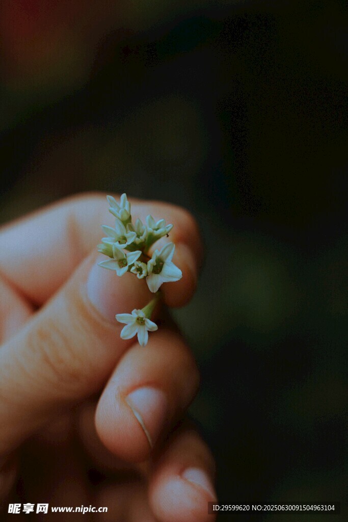 指尖上的微小綠植