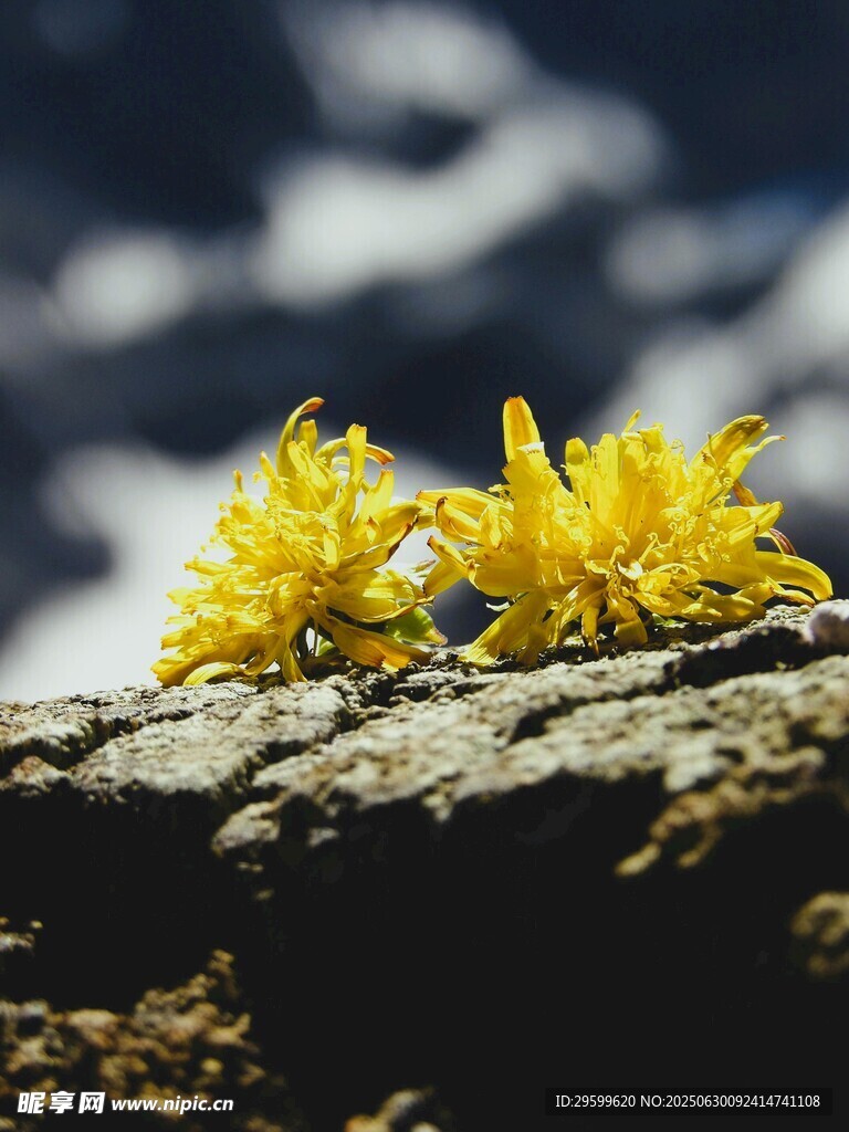 巖石上的黃色小花