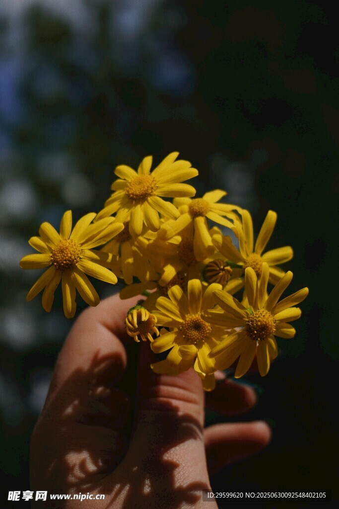 手捧黃色小花