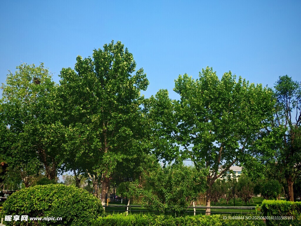 藍天綠樹景觀