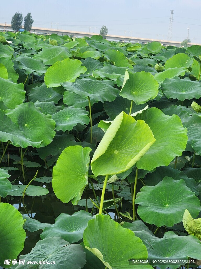 夏日荷塘荷葉茂盛景象